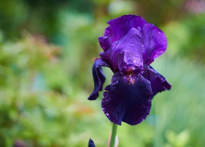 アパート Ivana B *