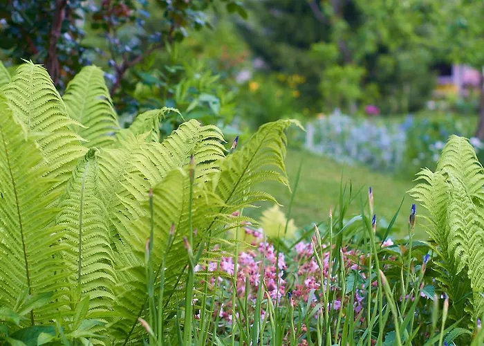 Ivana B レスツェ